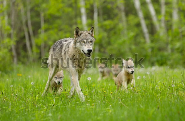 gray-wolf-pups-600w-792853540