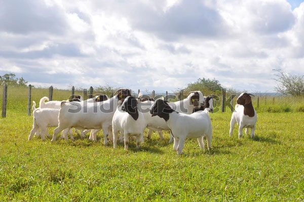 group-great-boer-goats-grazing-600w-2070136628