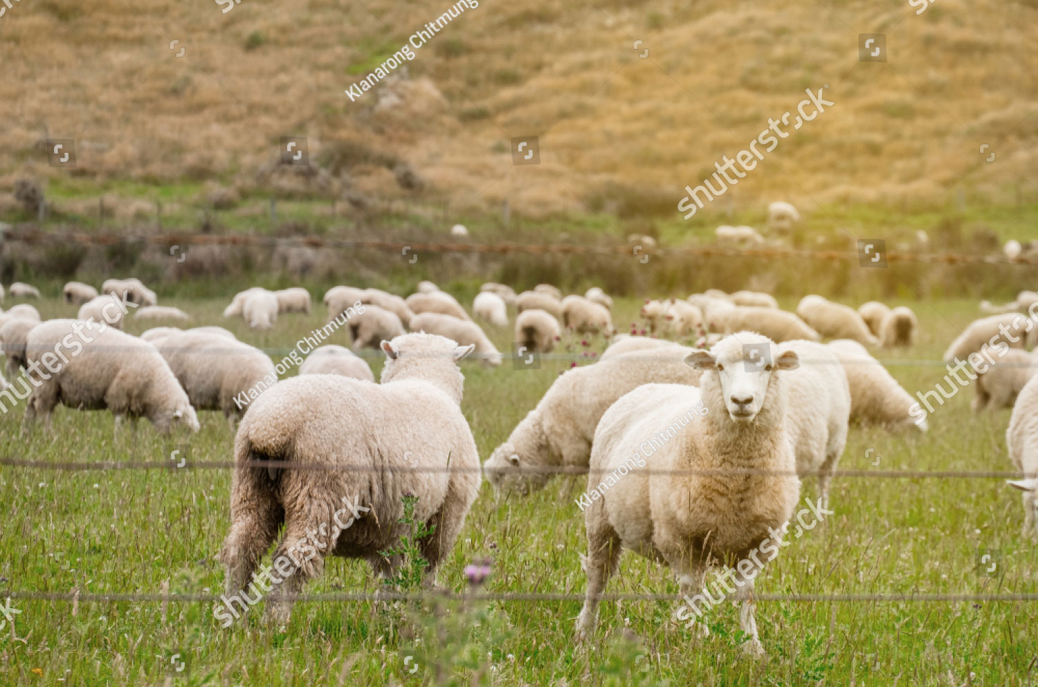 stock-photo-flock-of-sheeps-grazing-in-green-farm-in-new-zealand-with-warm-sunlight-effect-1037794795
