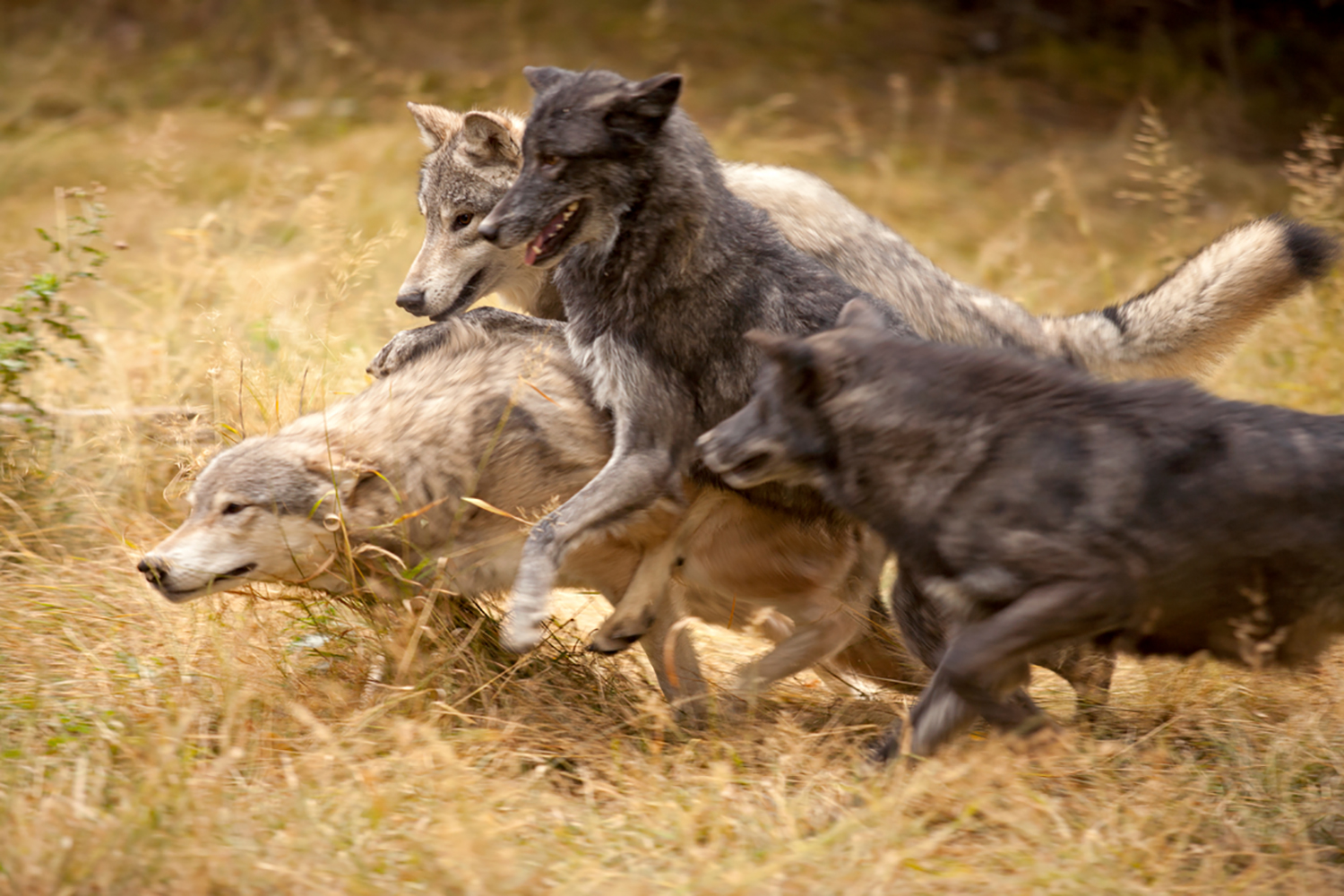 Graue Wolfsrudel im Spiel von jeffmcgraw