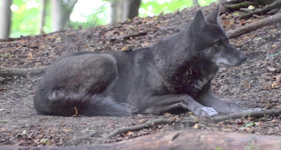 Wolf in Worbis