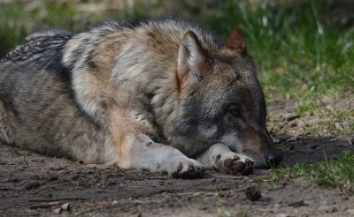 Grauwolf im Wolfspark Lüneburger Heide