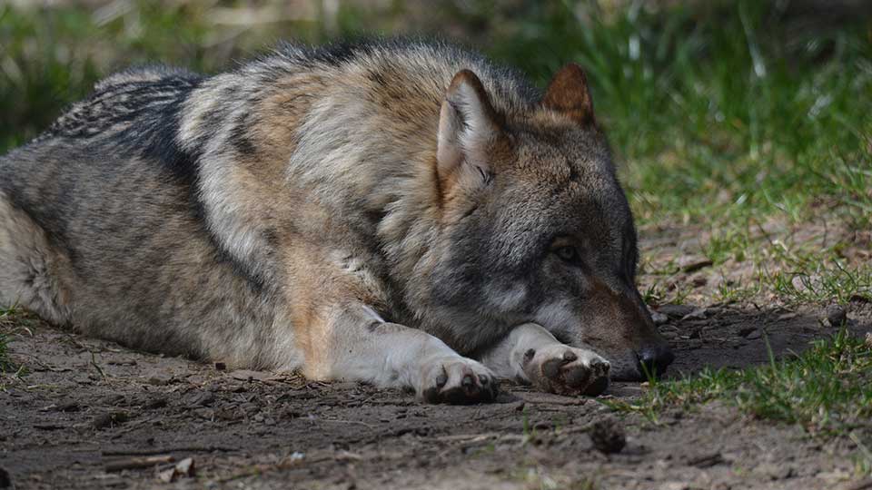 Grauwolf im Wolfspark Lüneburger Heide